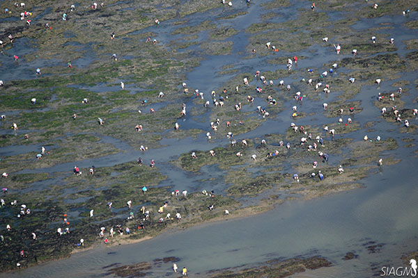 Pêcheurs à pied de loisirs sur le littoral de Damgan - grande marée d'août 2009